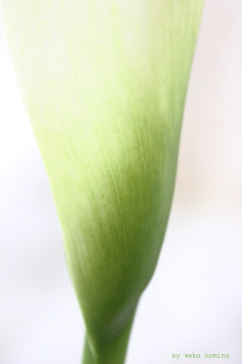 Calla, eine Königin der Blumen, in Szene gesetzt bei kebo homing, Südtiroler Lifestyleblog