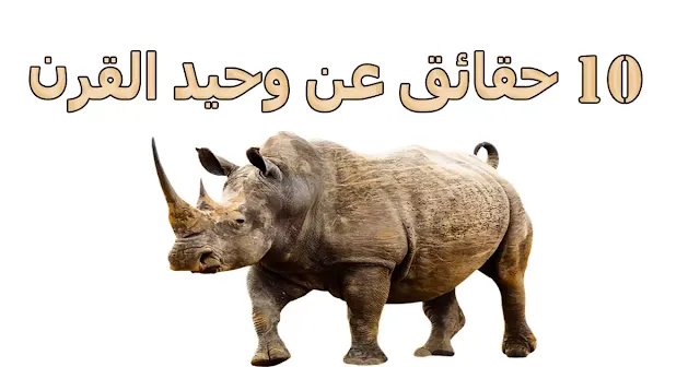 10 حقائق عن وحيد القرن