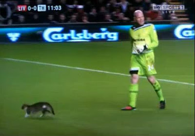 kucing di anfield