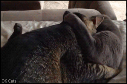 Funny Cat GIF • OWNED! 2 male cats hugging and licking caught in the act! “WHAT? It's just friendship [ok-cats.com]