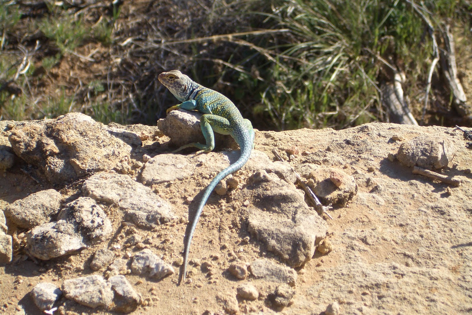 dusk we saw lots of animals including this big lizard