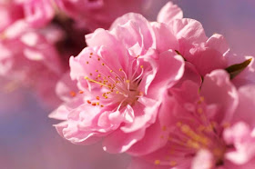 sakura-pink-flower-bright-spring-flowers