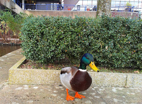 Mallard Duck at University of Bath