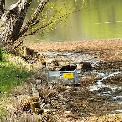 昆陽池公園の捕獲ワナ