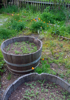 Barrels with Larger Seedlings