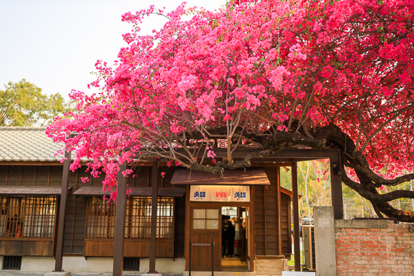 台中西區國家漫畫博物館九重葛花開燦爛，結合日式建築充滿懷舊感