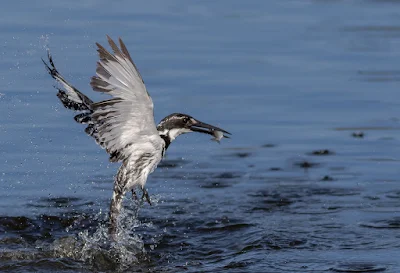 Update on the AutoFocus Workshop and Birds in Flight Training 