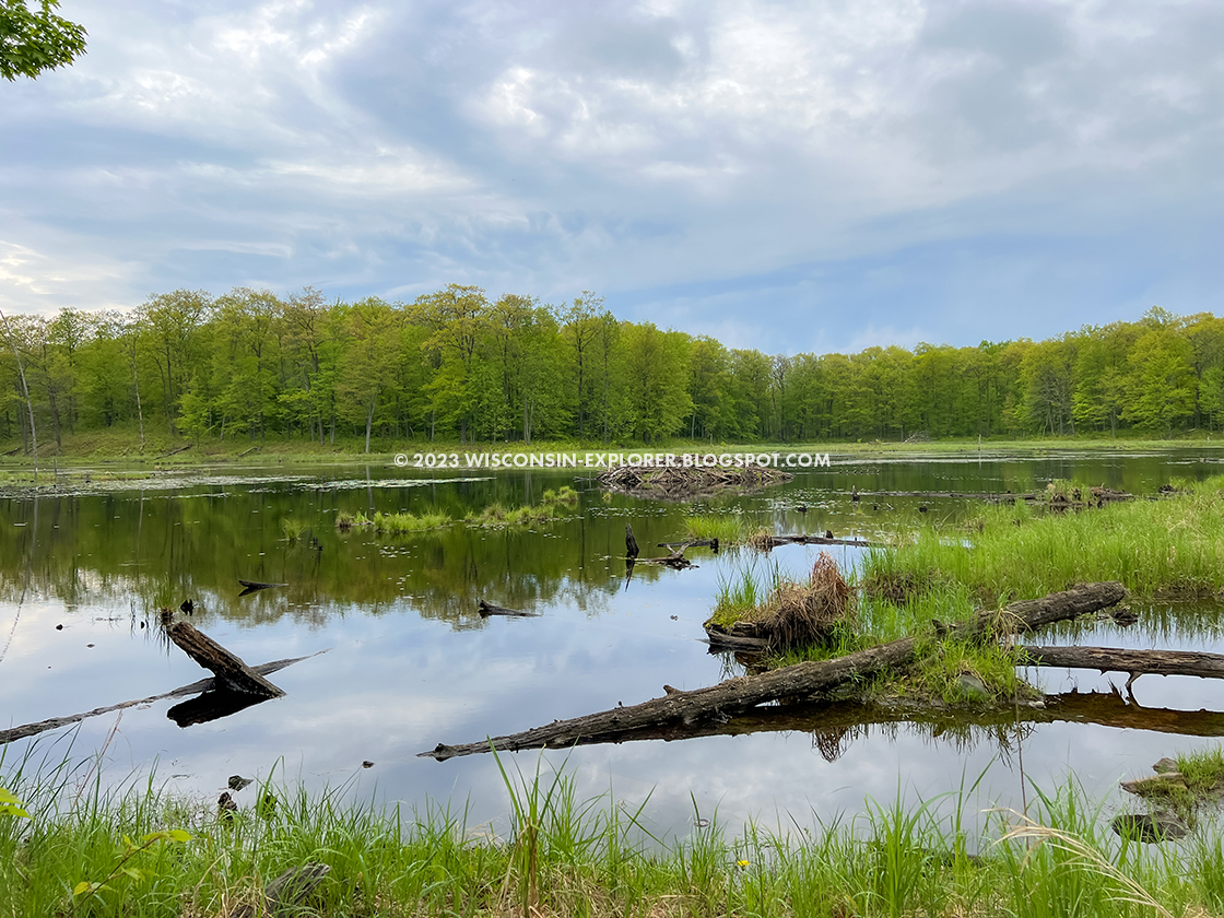 beaver lodge in a beaver pond