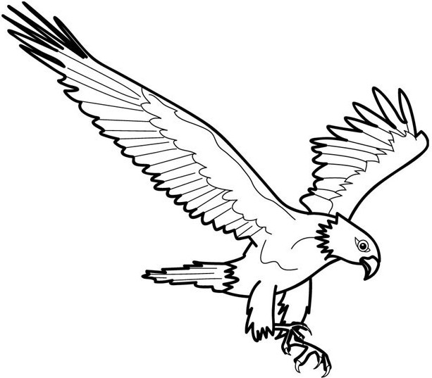 Sketsa Gambar  Burung  Hantu Merak  Garuda Elang  gambarcoloring