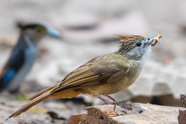 An Bui 2024 Dong Nai - Ochraceous Bulbul (Cành cạch bụng hung)