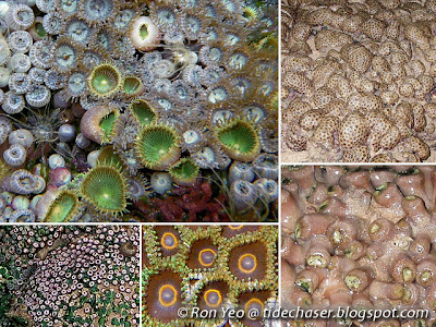 Zoanthids (order Zoantharia)