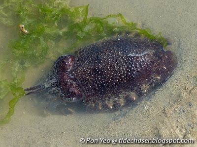 Spineless Cuttlefish (Sepiella inermis)