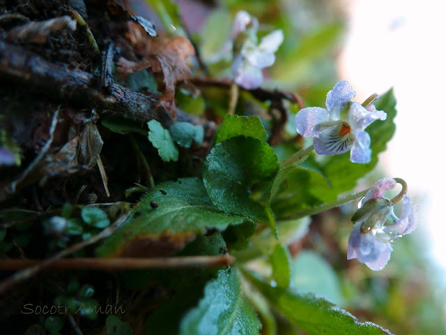 Viola hondoensis