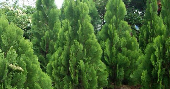 Apa Perbedaan Cemara dan Pinus Belajar Sampai Mati