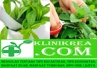 21 Manfaat Kesehatan Dan Kecantikan Daun Mint 