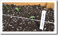 garden 042