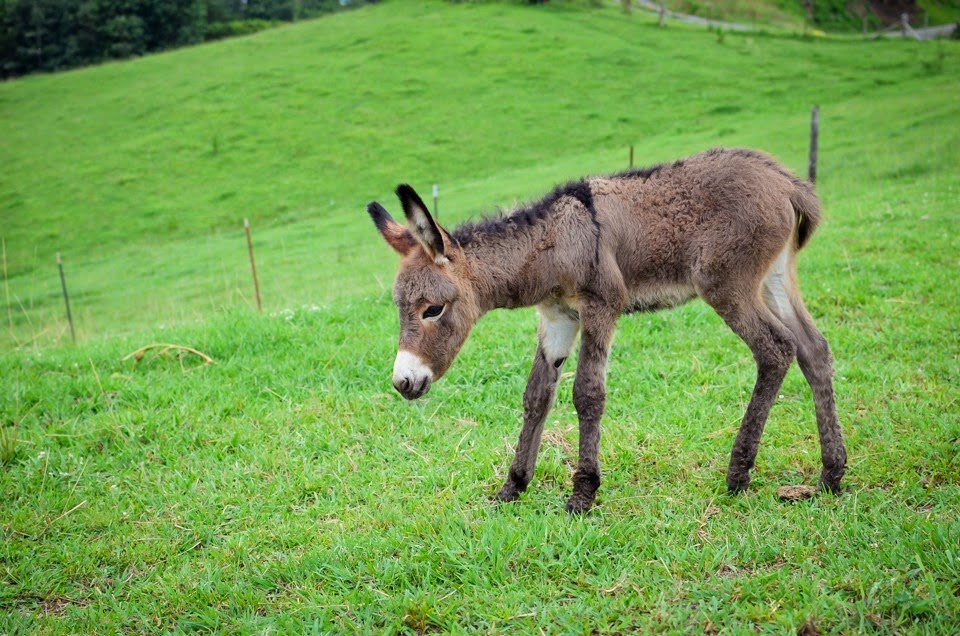 little donkey-12056