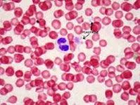 human white blood cells