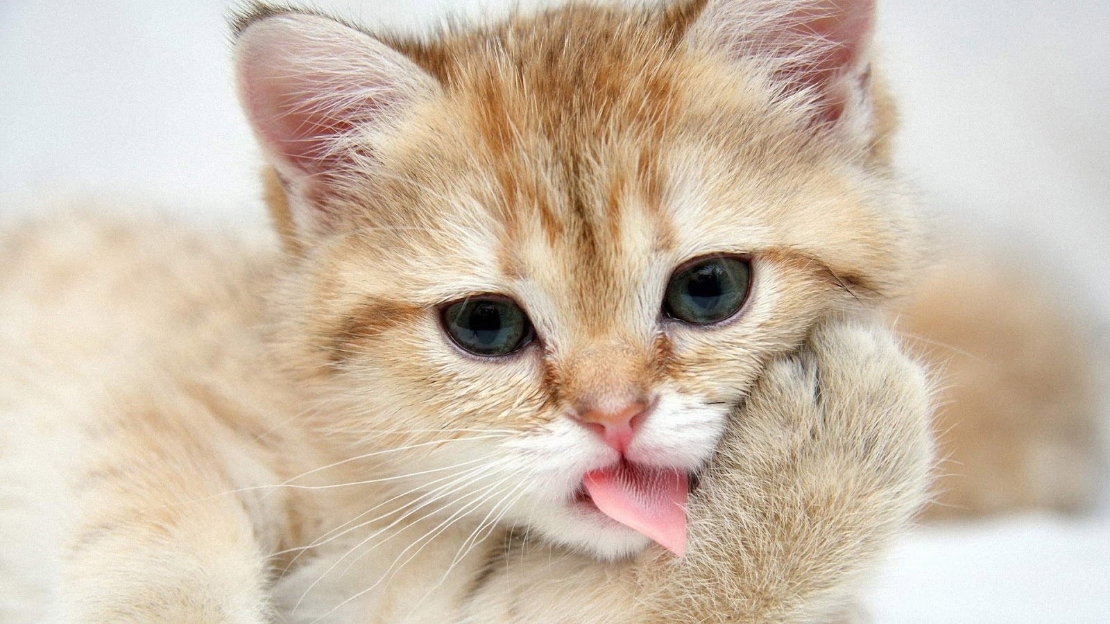 Wallpaper Kucing Lucu Dan Imut 2016 Mudahnya Belajar Komputer Bagi