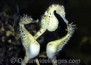 Amazing Pictures of Animals, Photo, Nature, Incredibel, Funny, Zoo, Big-belly seahorse, Hippocampus, Alex (19)