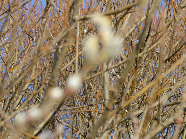 blur of a willow