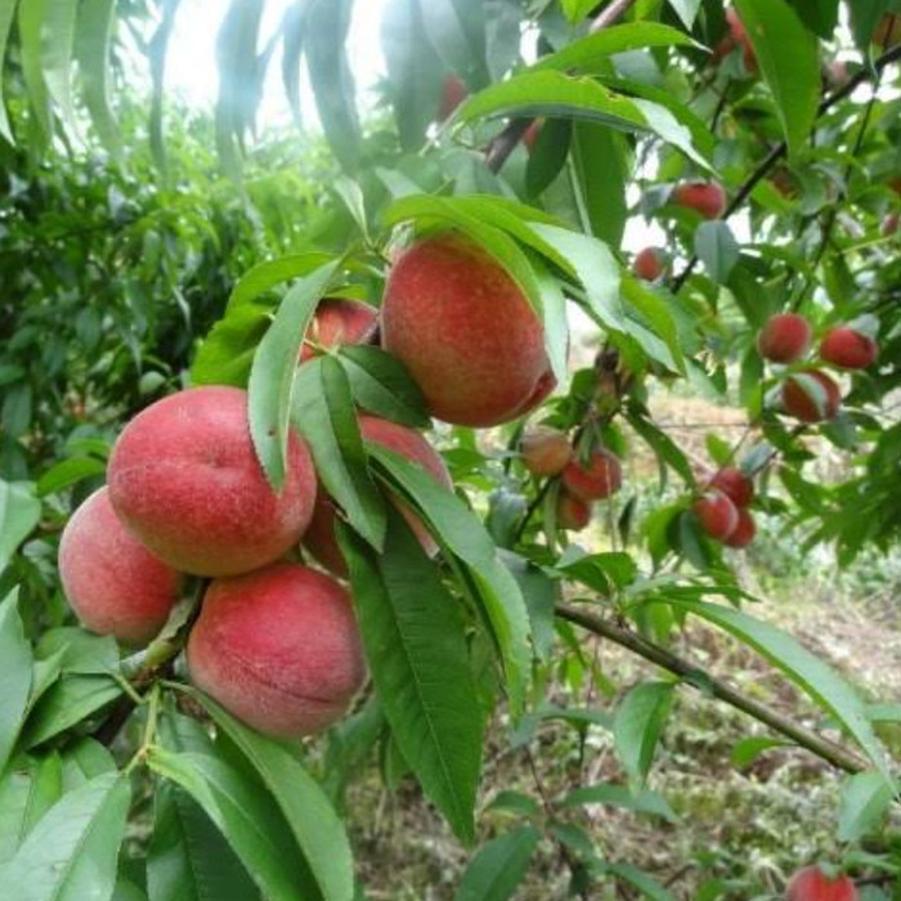 bibit persik hiasan taman buah peach rumah tangga mudah dirawat Jawa Timur