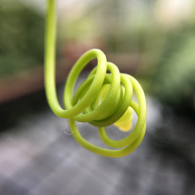 Green tendril, taken with my iPhone 6s and Olloclip macro lens