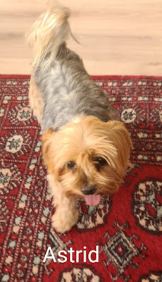 Female Yorkie standing on a red carpet