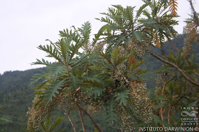 Naranja (Bocconia integrifolia) arboles de las yungas