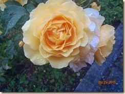 P5250494
