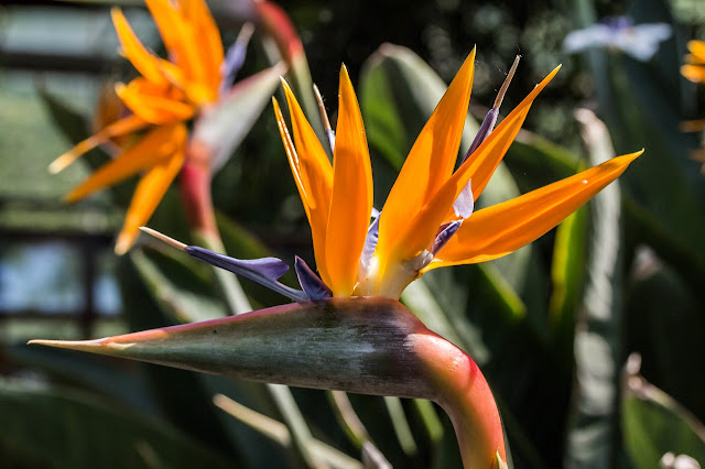 Strelitzia reginae