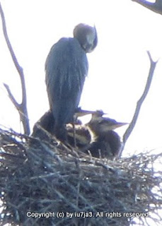 Great Blue Herons and Chicks