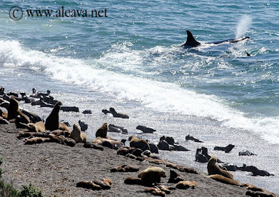 orcas en Punta Norte