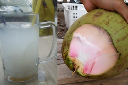 Banyak Minum air Kelapa saat hamil bisa bikin Kulit bayi putih dan bersih sejak dalam kandungan? Mitos atau Fakta ya?!