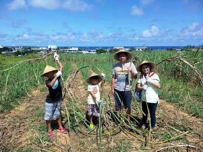 沖縄家族旅行　体験/観光　恩納村　サトウキビ刈り　黒糖　収穫