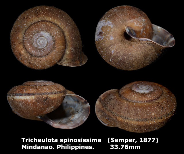 Tricheulota spinosissima 33.76mm