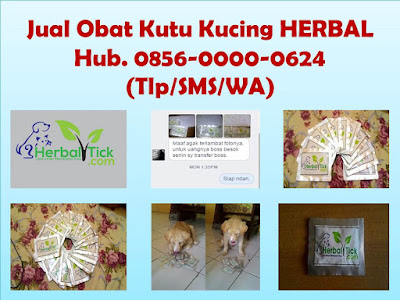 Obat Kutu Kucing