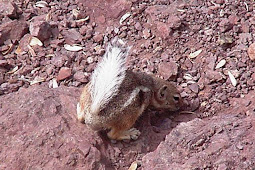 Ground Squirrel Poison Bing images
