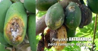 Penyakit Busuk Buah Pepaya