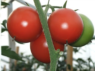 13 Langkah mudah budidaya tomat organik kualitas super 