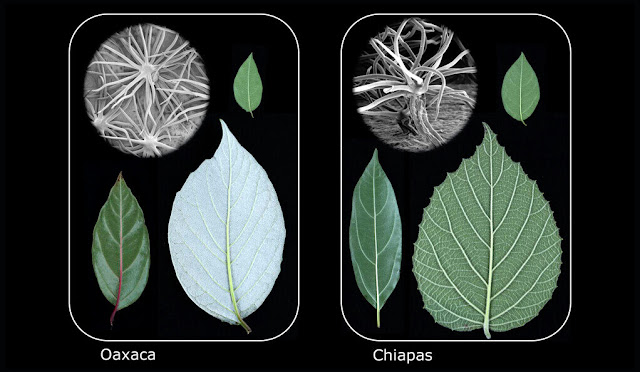 Plant study hints evolution may be predictable