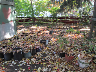 storing woodland plants outside in winter