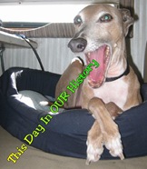 DIH - Dasher Yawns