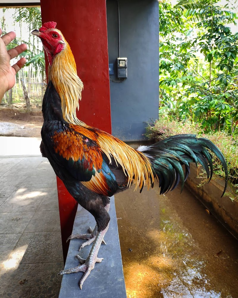 Baru Ayam Aduan Mangon, Sablon Kaos