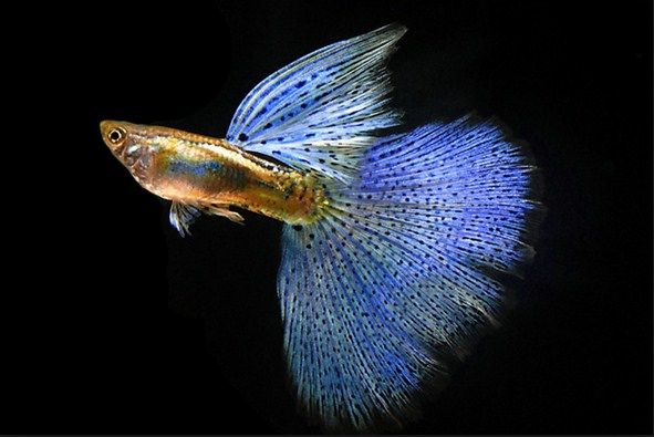 Budidaya Ikan Gapi  Guppy Millions Fish yang Unik dan Cantik