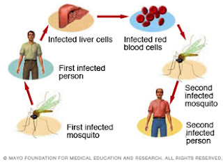life cycle of malaria