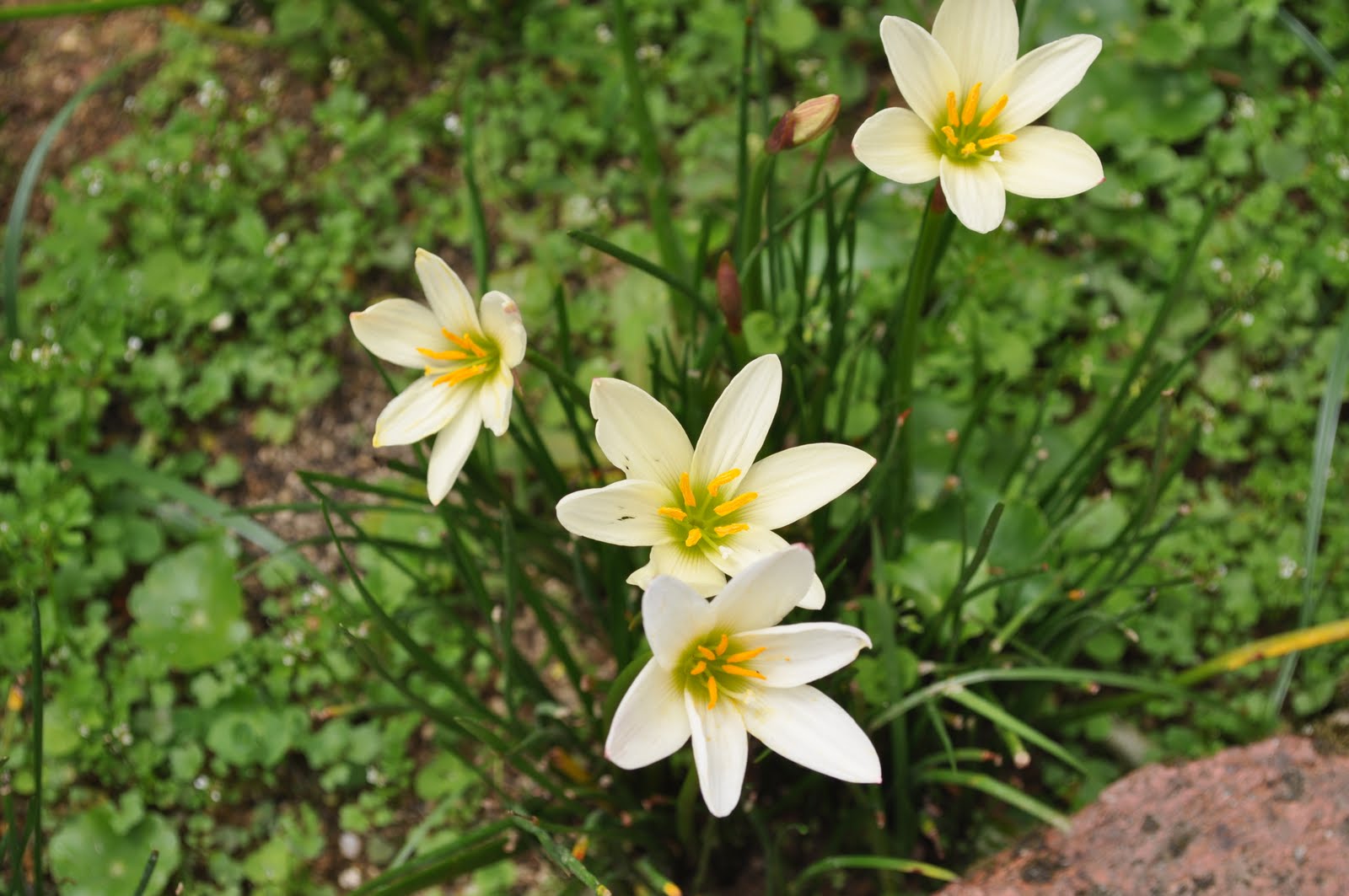 Flowers of Malaysia: Rain Lily