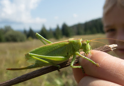 grzyby 2108, grzyby w sierpniu, grzyby na Orawie, grzyby rzadkie, grzyby chronione