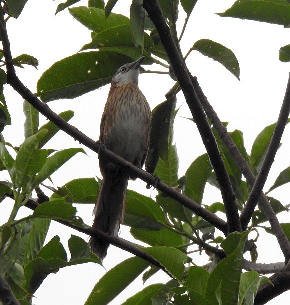 Spiny Babbler