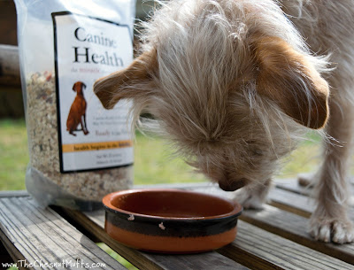 Bailey looking at her empty bowl after eating Dr. Harvey's Canine Health Dog Food